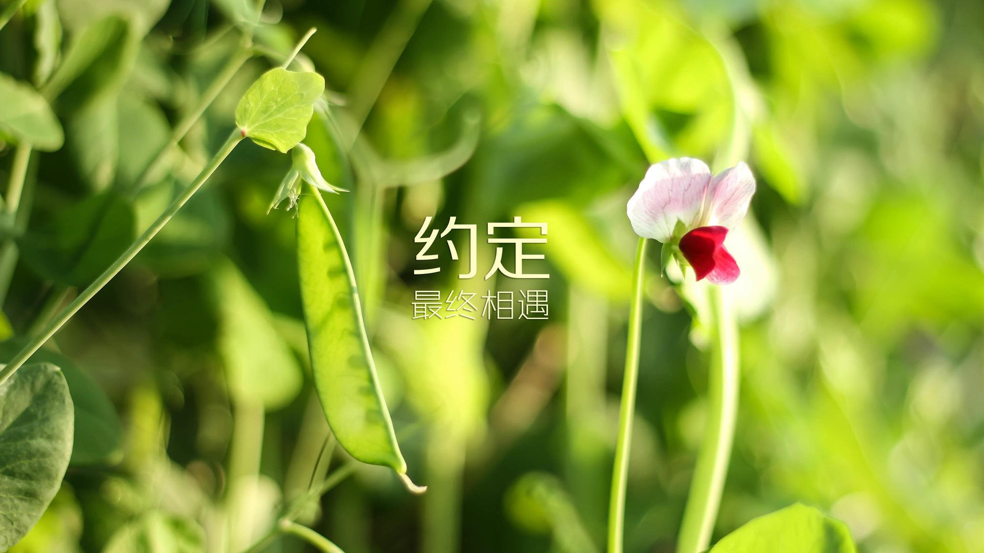 巴拉多利德客场平局，暂时保持在西甲中游，巴拉多利德保级